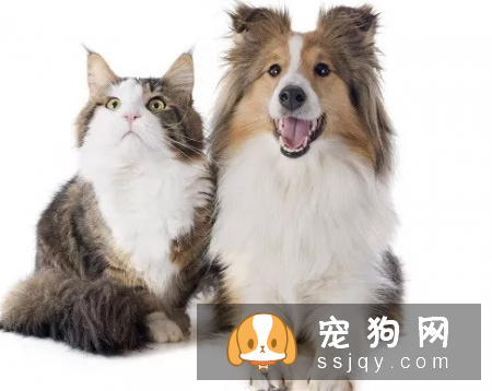 宠物腹泻是哪些原因引起的