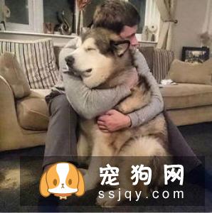 狗狗吃肝脏的好处促进狗狗的食欲肝脏味道大多数是“微甜”