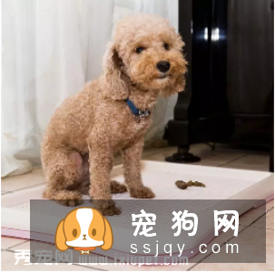 主人怎样给宠物做身体检查（下）
