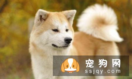 柴犬和秋田犬掉毛属于正常范围,不是特别厉害