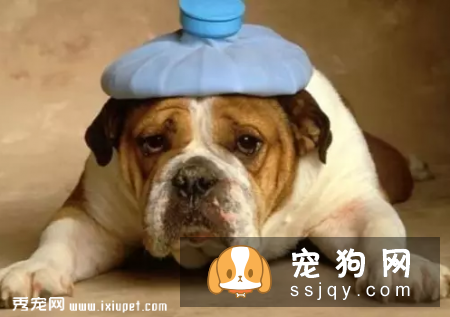 狗狗感冒病,防患于未然!