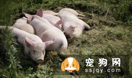 阿图瓦猎犬的饲养方式及外形特征