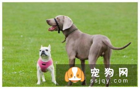 狗狗能不能吃猫粮，狗狗吃猫粮对身体有影响吗?
