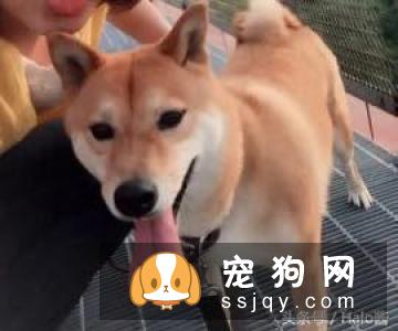有宠物的家庭如何接待客人