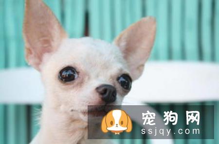 宠物为什么会有泪痕，应该如何祛除