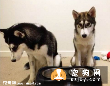狗狗拉稀很活泼，狗狗拉稀但很精神