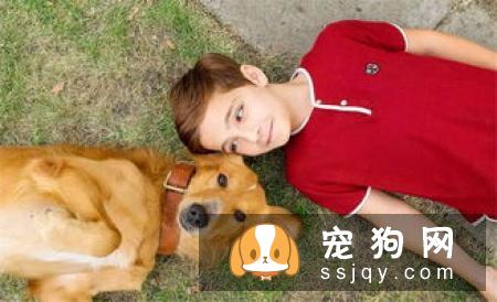 英国雪达蹲猎犬的外形特征及饲养方法_训练|图片