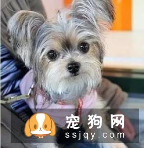 长毛狗狗应该如何护理