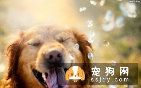 澳洲牧羊犬的外形特征及饲养方法