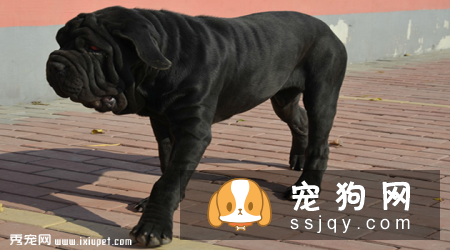 纽波利顿犬咬人吗_纽波利顿犬价格|图片