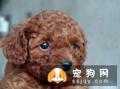 关于狗狗驱虫：闷热潮湿的8月份，是什么1变100？