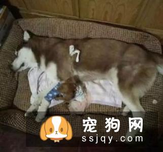 一岁期间的哈士奇吃食的量数