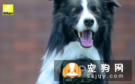 哪些东西是万不可给狗狗吃的