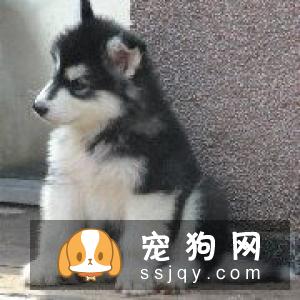 宠物为什么会有泪痕，应该如何祛除