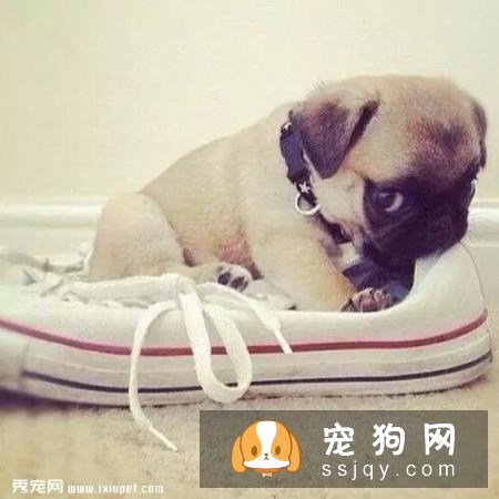 狗狗到底该不该穿鞋？