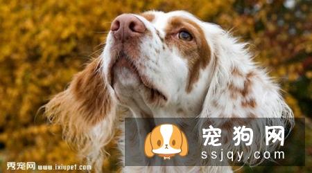 英国雪达蹲猎犬的外形特征及饲养方法_训练|图片