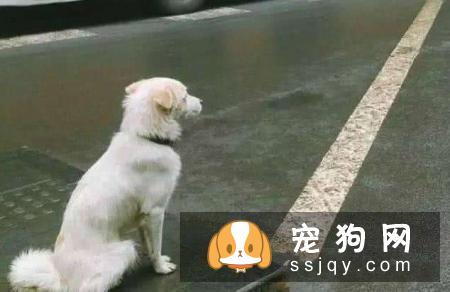 如何训练狗狗等待