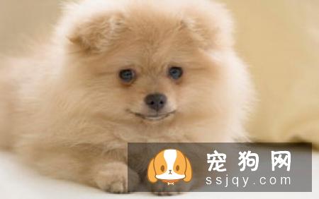 狗狗扑人怎么办