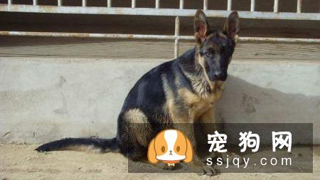 狗狗唤回训练方法，让狗狗乖乖听话