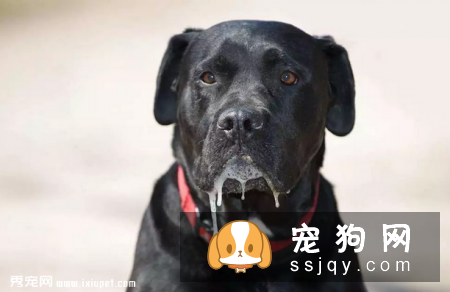 狗狗为什么流口水?狗狗流口水的原因是这些