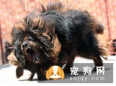 为什么称其为獒而不为狗?