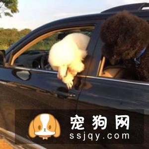 养狗误区：狗狗如果不出门就可以不用驱虫