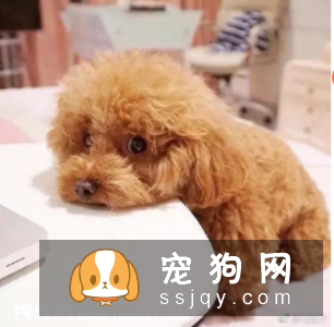 主人怎样给宠物做身体检查（下）