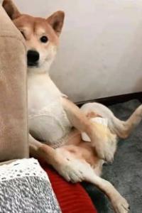 狗狗在第一次发情前进行绝育手术