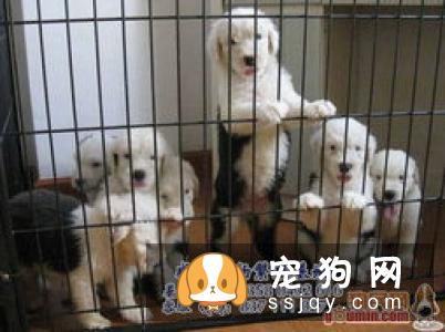 古牧犬价格贵吗,好不好养|图片