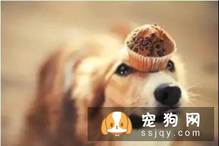 养宠物是件大事,主人除了需要做好心理准备和经济准备外,还得知道怎样才能把它健