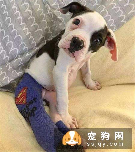 狗狗肢体不能活动的部位