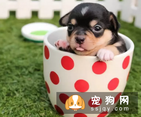 了解这些幼犬饲养指南，让狗狗健康成长