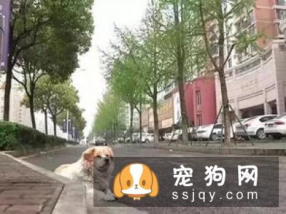 狗狗椎间盘异常怎么办