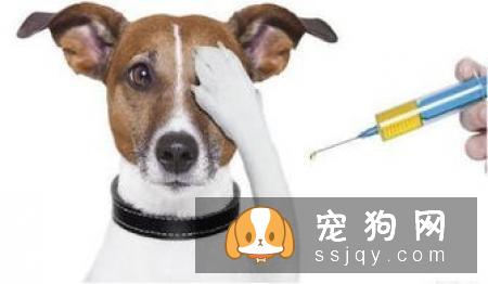 宠物大便带血的原因是什么
