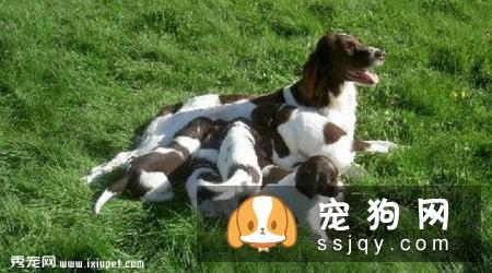 荷兰猎鸟犬的特征及生活习性|饲养|图片