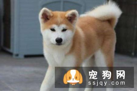 柴犬和秋田犬掉毛属于正常范围,不是特别厉害
