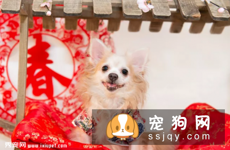 有宠物的家庭如何接待客人