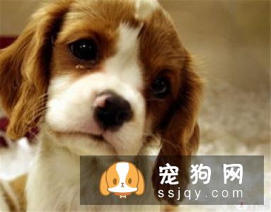 狗狗鼻子干怎么办情况
