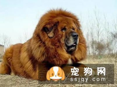 世界十大最忠诚的狗的排名