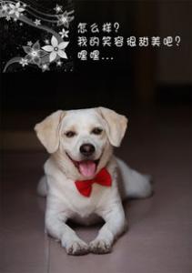 如何训练狗狗坐下