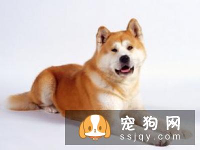 狗狗呕吐该怎么办?-家居装修问答