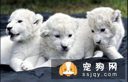 夏天试图让你的宠物凉快一些