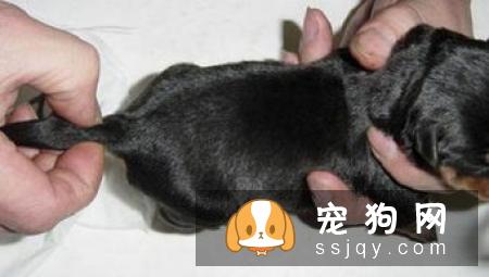 狗狗能不能吃猫粮，狗狗吃猫粮对身体有影响吗?