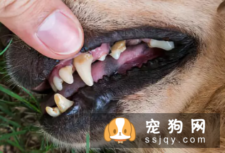 大多数三岁以上的狗狗都患有各种牙齿疾病