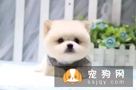 茶杯犬真的能放进杯子里吗？