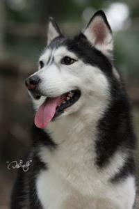 母犬孕期护理知识