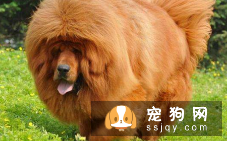 世界十大最忠诚的狗的排名