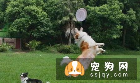狗狗怀孕迎接新生命，您准备好了吗?