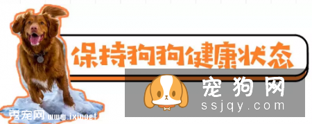 240岁狗狗的长寿三大秘诀