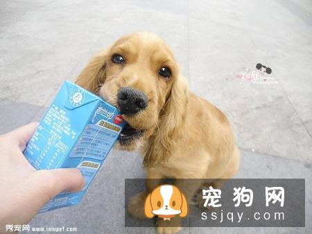狗狗能喝牛奶吗 狗狗喝牛奶好不好?
